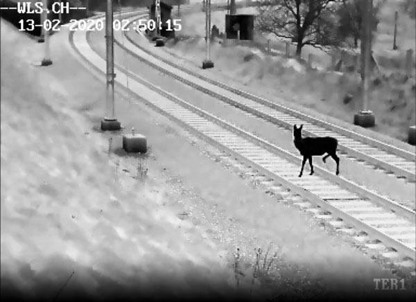 Wildtierüberwachung